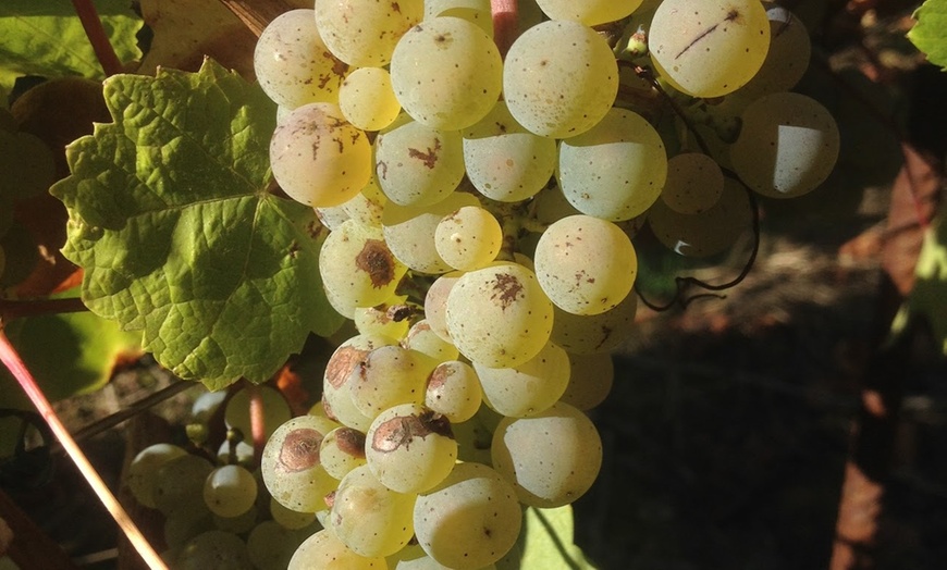 Image 3: Maîtrisez l'art du vin : visite, cours d’œnologie et dégustation