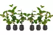 Lot de 3 ou 6 plants de kiwi Actinidia deliciosa "Jenny" - Image 6