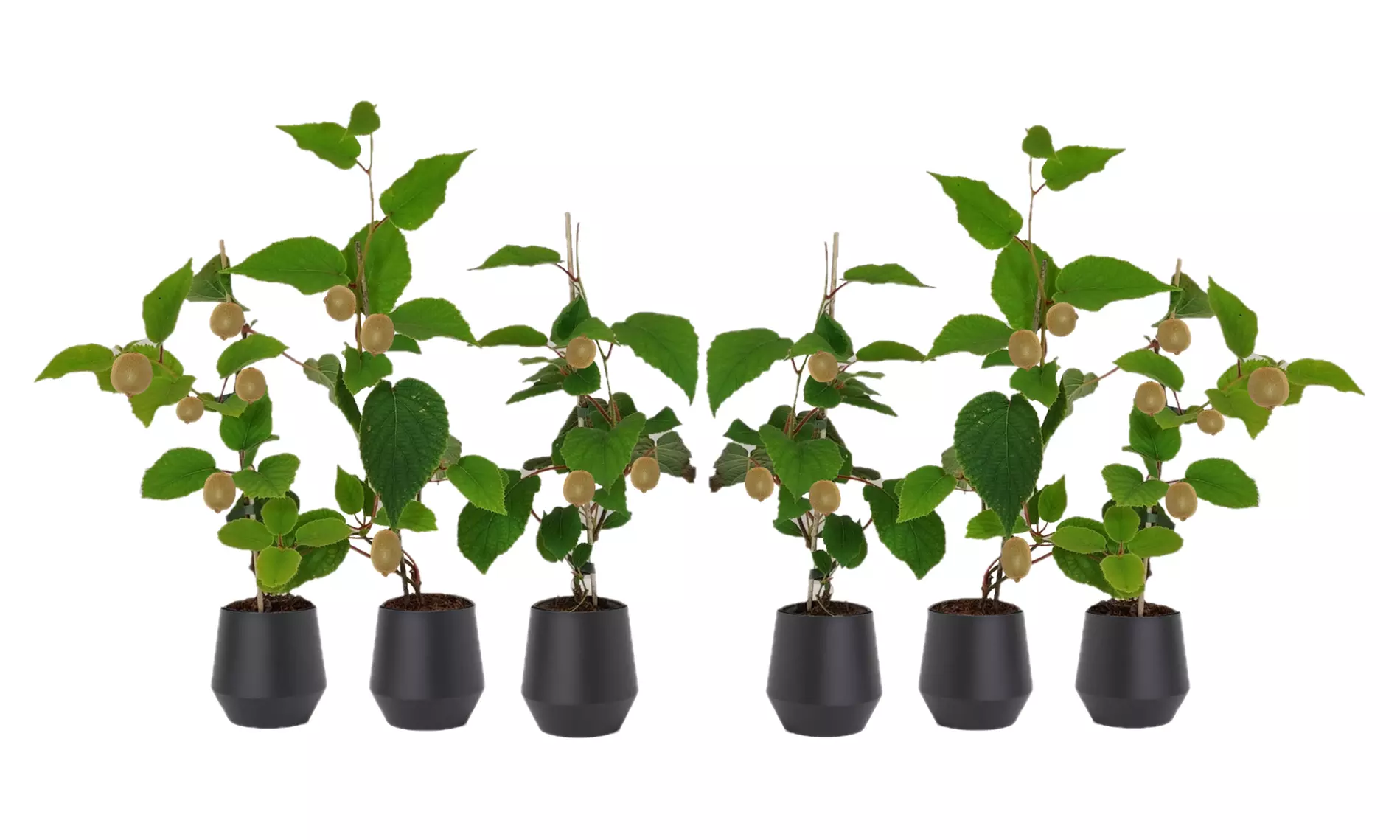 Kiwi Actinidia deliciosa "Jenny"