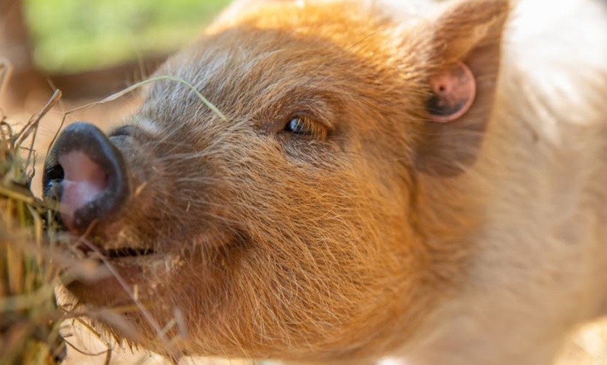 Image 11: Pet and Play with Miniature Pigs