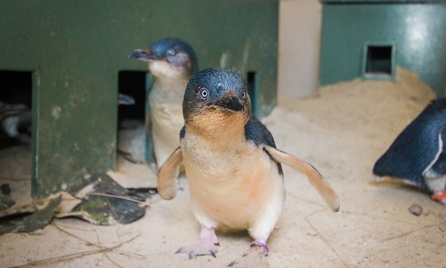 Image 20: Ballarat Wildlife Park Pass