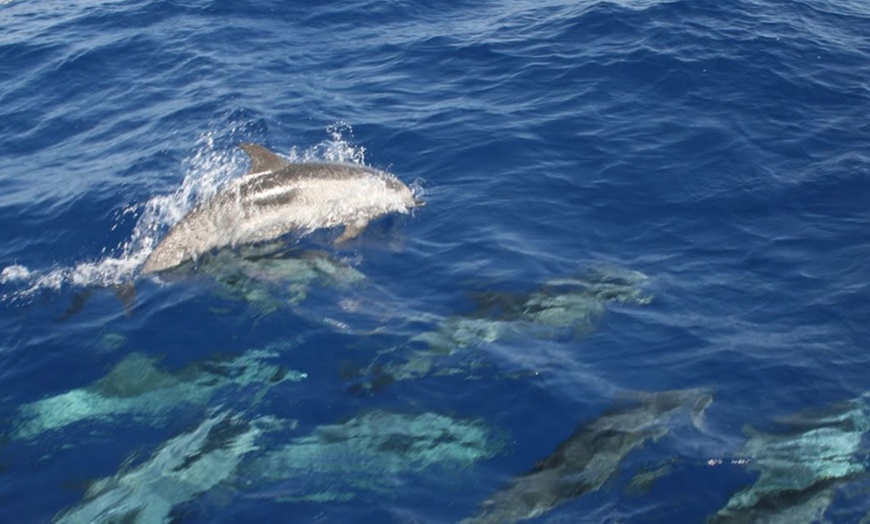 Image 5: Excursión en barco de 3 horas