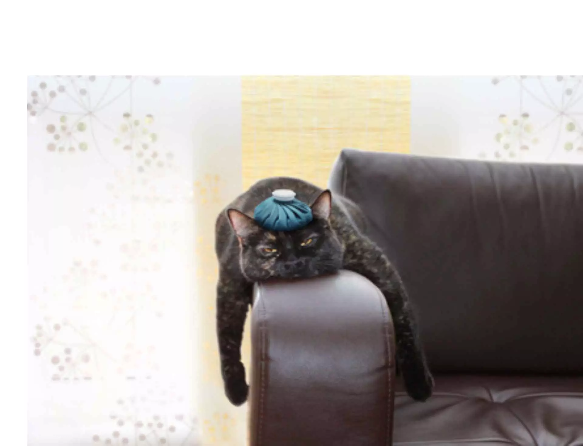 Labor-ANALYSEN von Haustieren