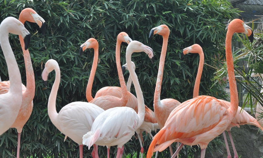 Image 3: Zoo de Fréjus : les animaux comme vous ne les avez jamais vus !