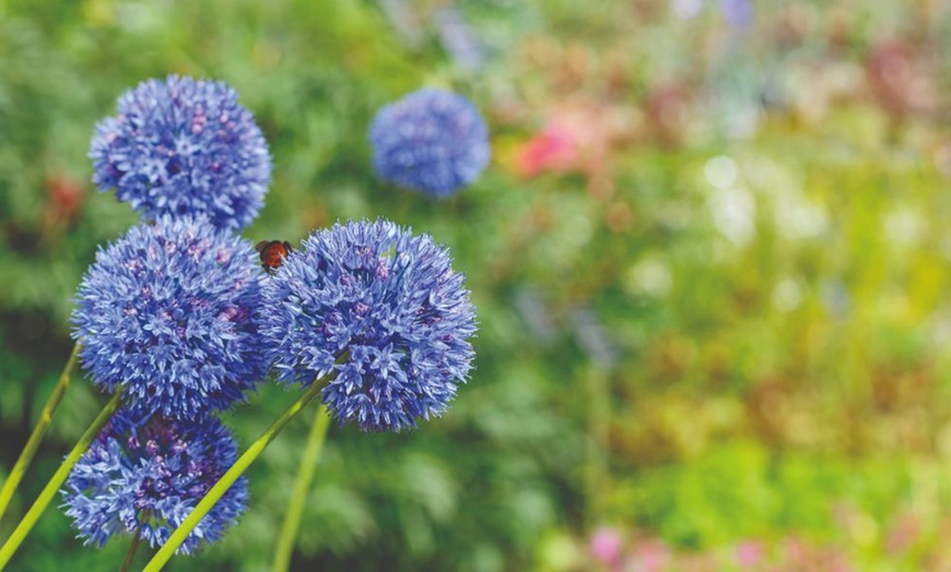 Image 2: Daffodil and Allium Bumper Bulb Collection - Up to 320 Bulbs