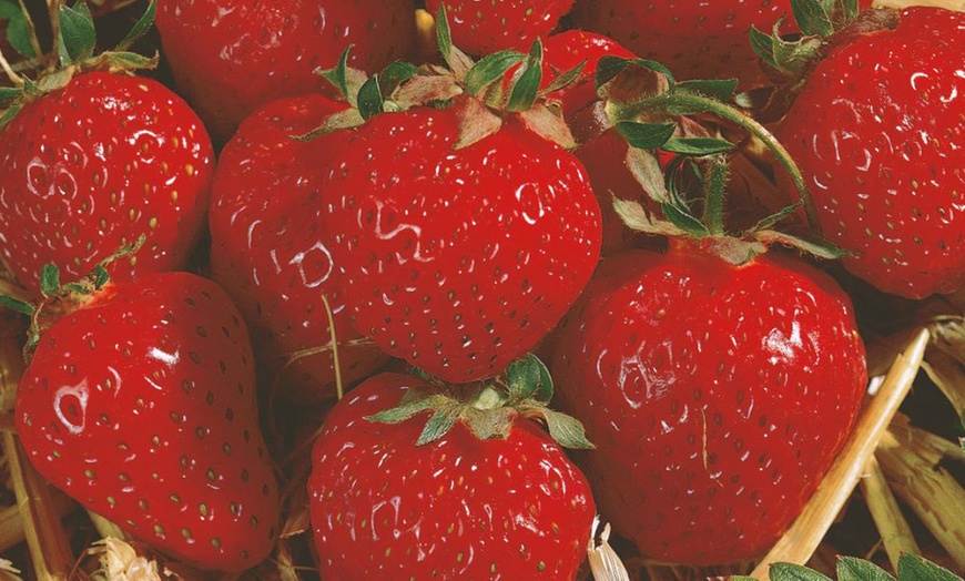 Image 4: Strawberry Full Season Collection – 18 or 36 Plants