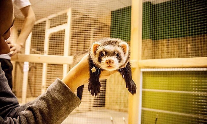 Mini Zoo Od 1699 Zł Warszawa Groupon