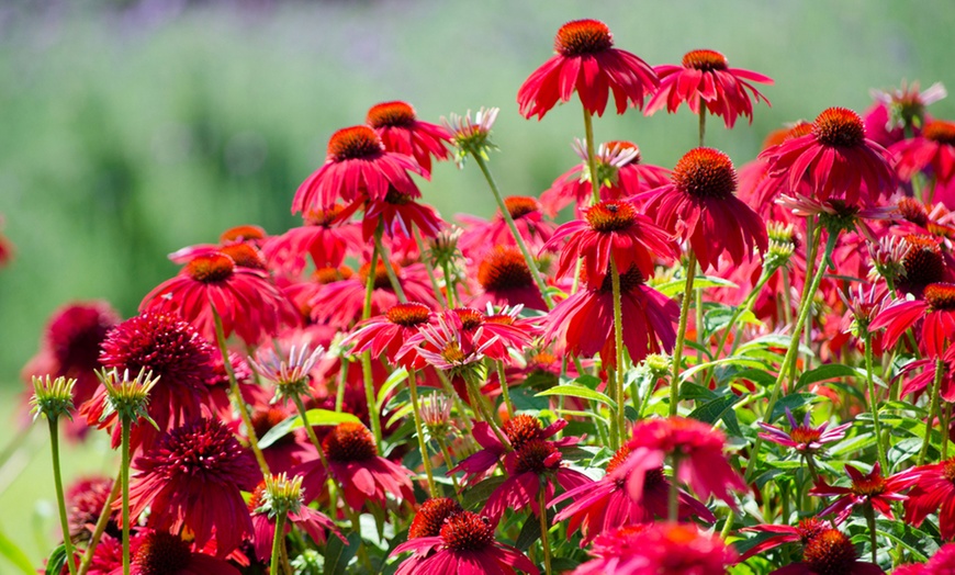 Image 1: Scented Echinacea 'Lakota Red' - 1, 3 or 5 Potted Plants
