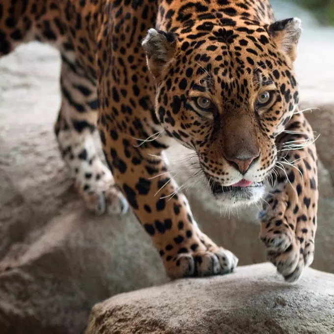 Zoo Admission at Zoo New England (Up to 42% Off). Three Options Available. - Second Medium