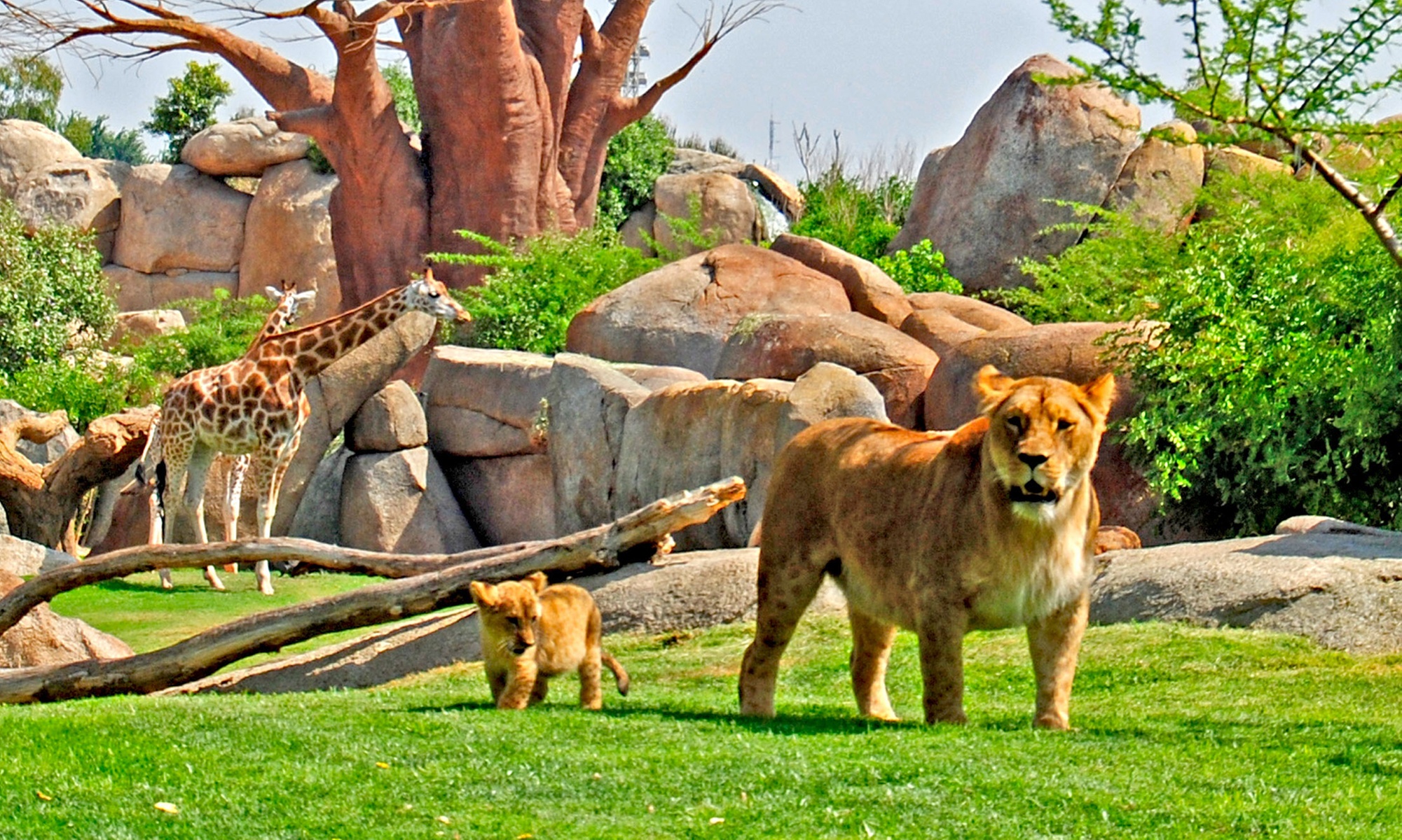 ¡Descubre la selva en Valencia! Entrada para adulto o niño en Bioparc