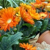 Image 2: Gerbera Daisy Plants