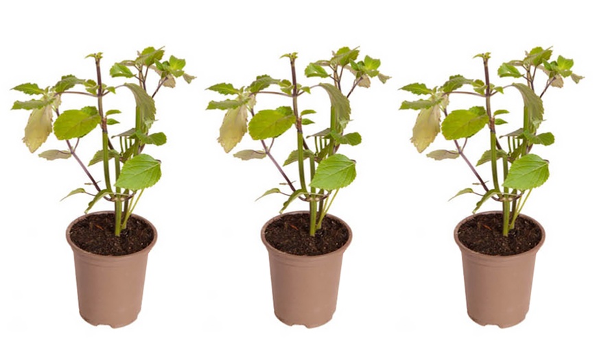 Image 7: One or Three Salvia 'Amistad' Plants