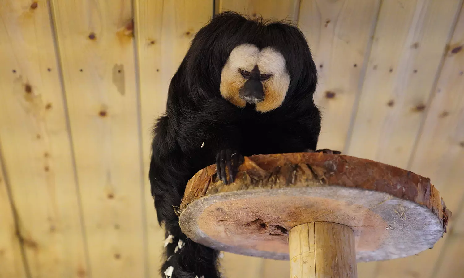 Enjoy Family fun with Entry Tickets for Adults and Childrens