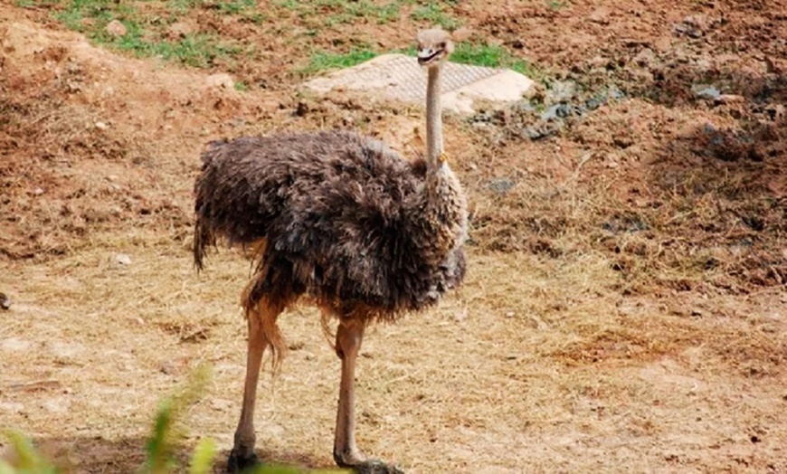 Image 22: Entrada de un día para niño o adulto en Terra Natura Murcia