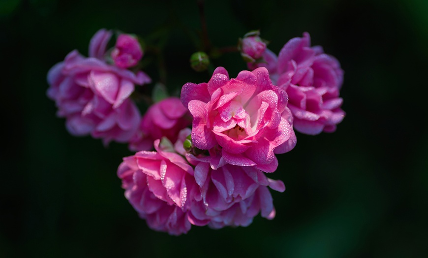 Image 2: 3 piante di rosa polianta a fiore piccolo