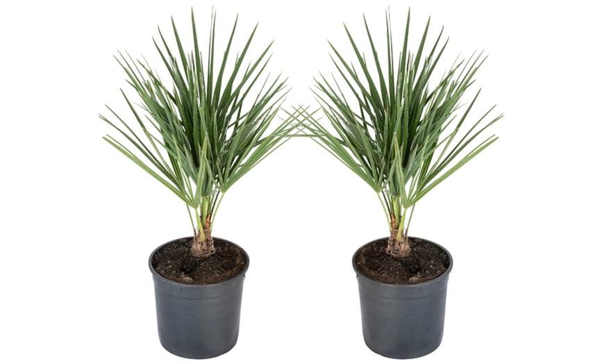 Image 5: 1 ou 2 plants de Chamaerops Humilis de OH2