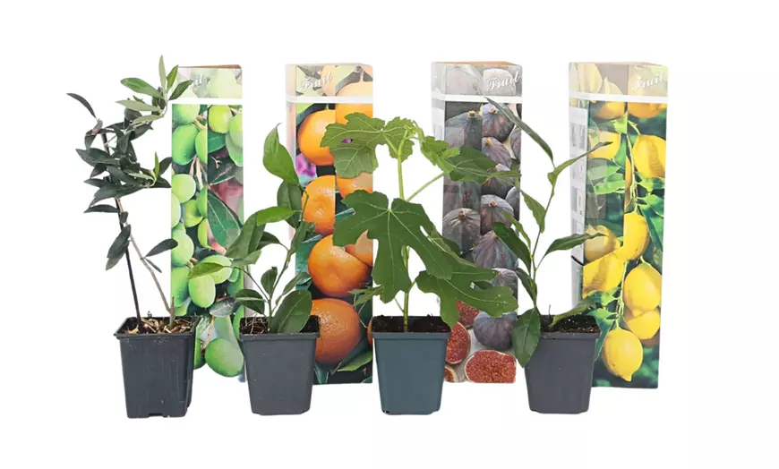 Image 2: Set de 4 árboles frutales rootz