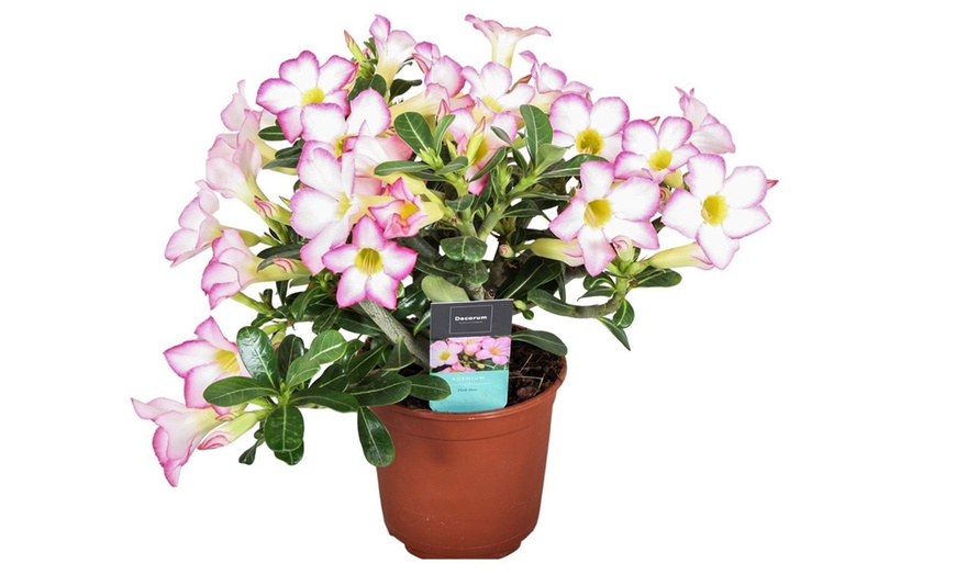 Image 7: 1 of 2 "Adenium" woestijnroos planten