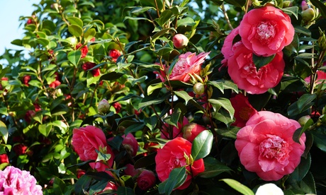 Set di 2 piante Cemellia Japanese disponibili in 3 tipologie