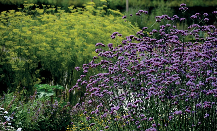 Image 4: 15 or 30 Verbena Buenos Aires Perennials Plug Plants