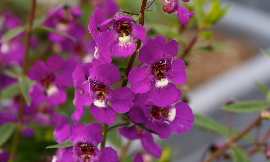 Image 3: Angel's Orchid Plants