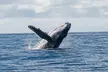 Real Ocean Whale Watching Cruise Experience with Adult or Child Tickets on an Offshore Vessel Gold Coast - Image 3