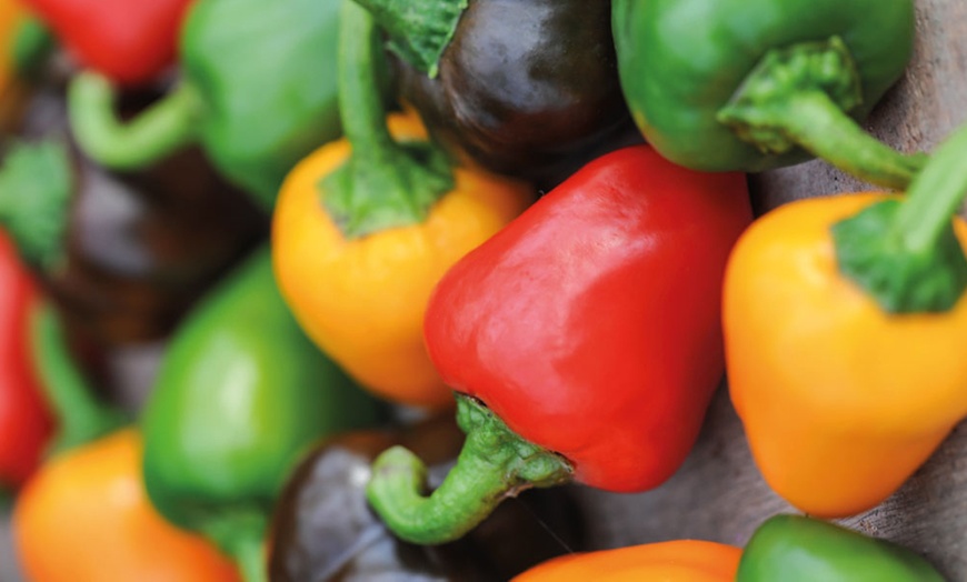 Image 8: Vegetable Grow Bag