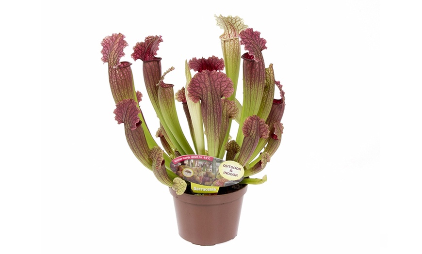 Image 2: Carnivorous Plants with Pots