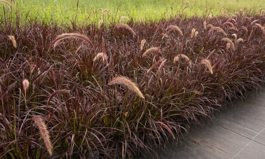 Image 2: Pennisetum Rubrum