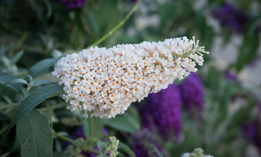 Image 7: One or Three Buddleja Buzz Ivory Hardy Shrub Plants