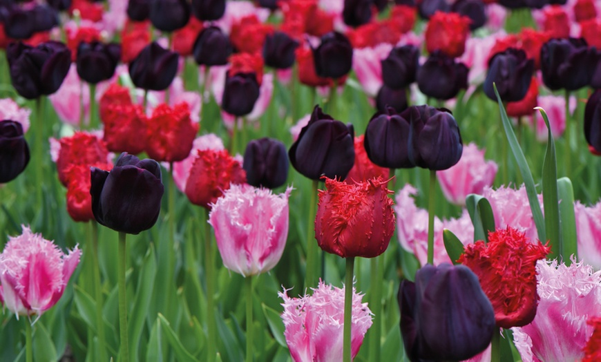 Image 1: 16 or 32 Tulip Berry Sorbet Mixed Collection Bulbs