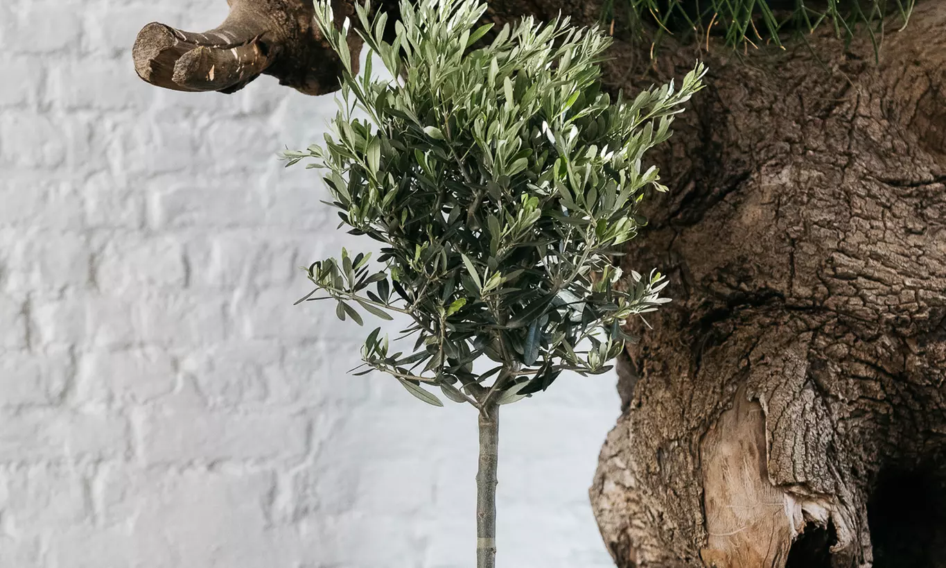 Bis zu 8x Olivenbäume
