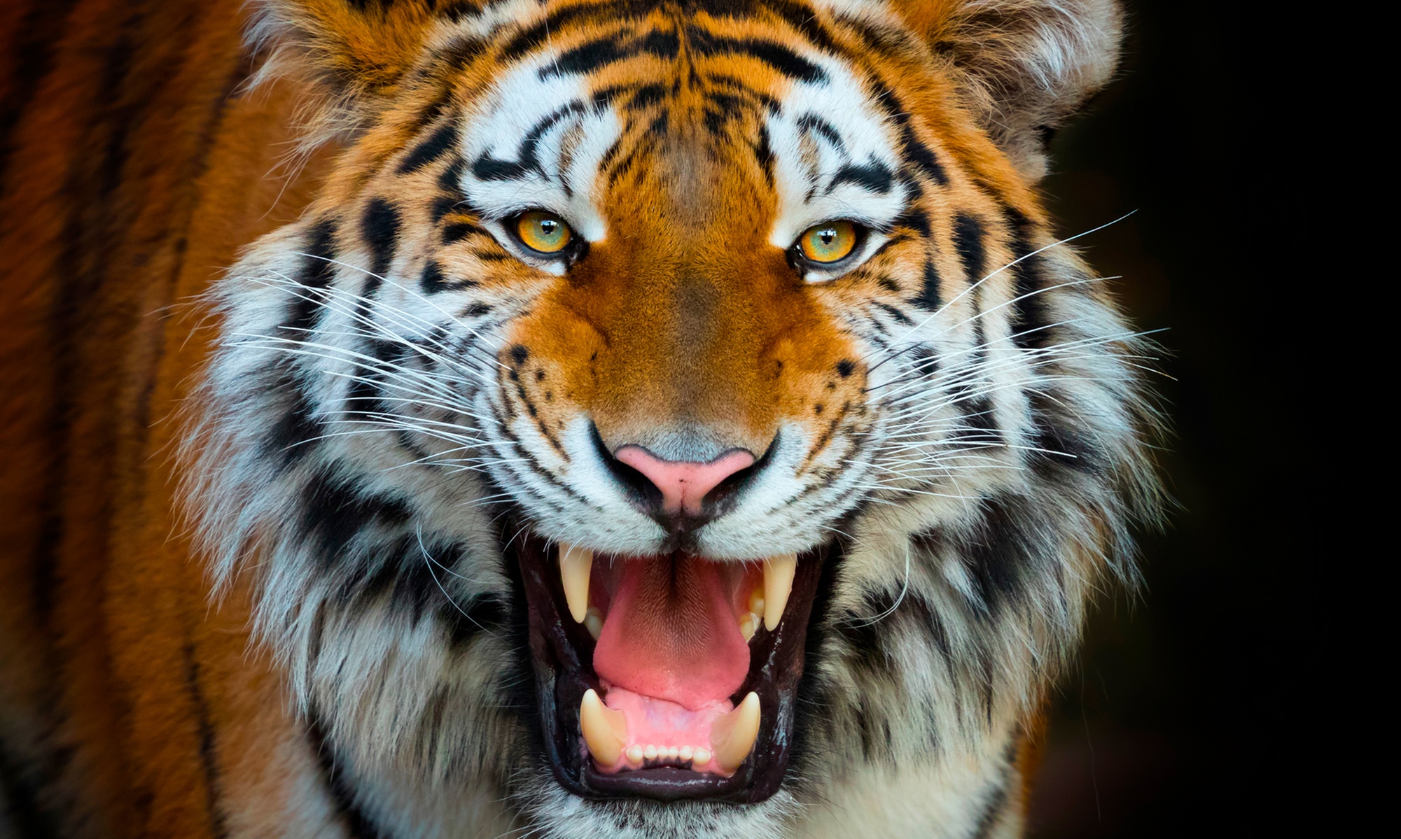 Terra Natura Benidorm: entrada de un día para niño o adulto