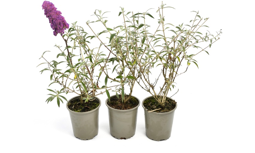 Image 5: Set van 3 of 8 OH2 Buddleja Davidii planten
