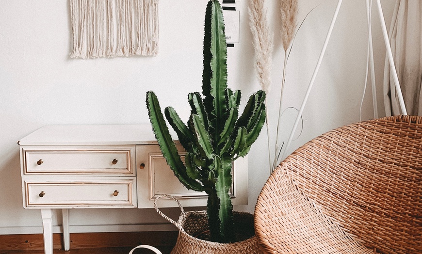 Image 1: Euphorbia Eritrea Cowboycactus