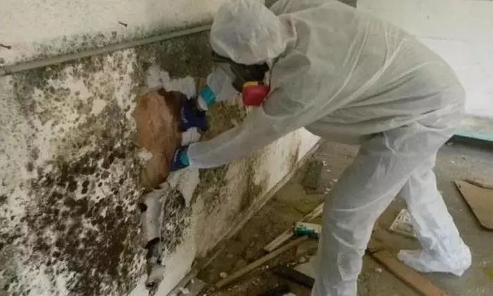 $400 for $500 Worth of Home Mold Testing  - Primary Image