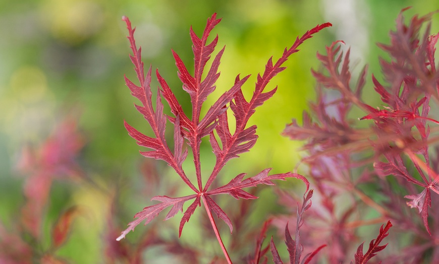 Image 4: Erable japonais 'Acer Garnet'