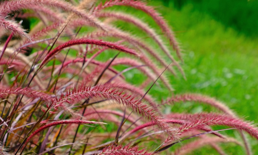 Image 2: Colourful Ornamental Grass Collection - 3, 9 or 15 Plants