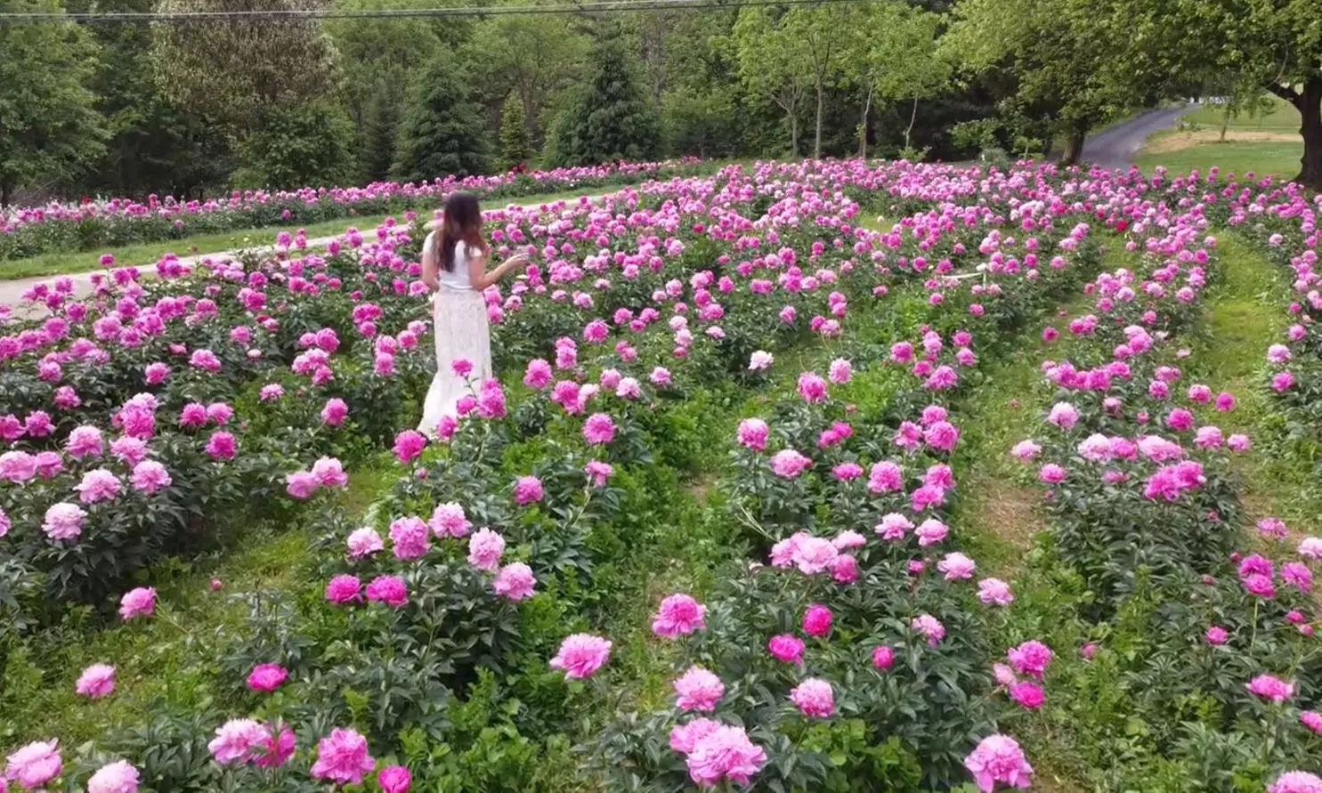 Peony Farm Visit + 5 Stem Bouquet for 1 Vehicle by St. John Peony Farm (Up to 22% Off) - Primary Image