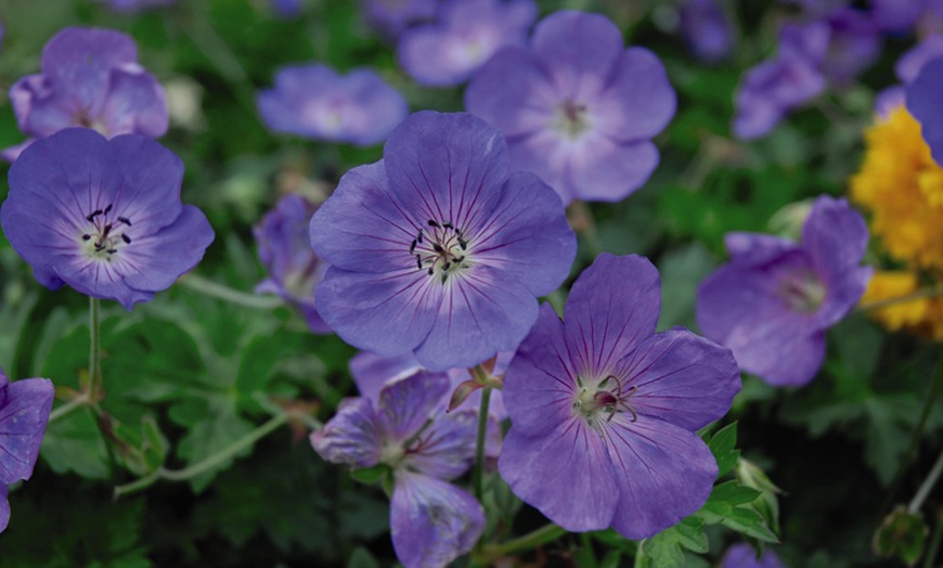 Image 3: One or Two Geranium Hardy Rozanne Plants