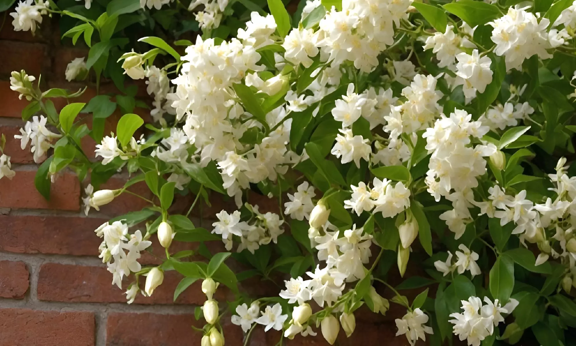 2x Sternjasmin "Trachelospermum jasminoïdes" - Primary Image