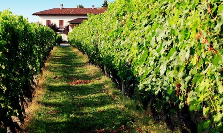 ⏰Tour dei vigneti con degustazione e tagliere fino a 6 persone alla Cava dei Vini (sconto fino a 53%) Prenota&Vai!