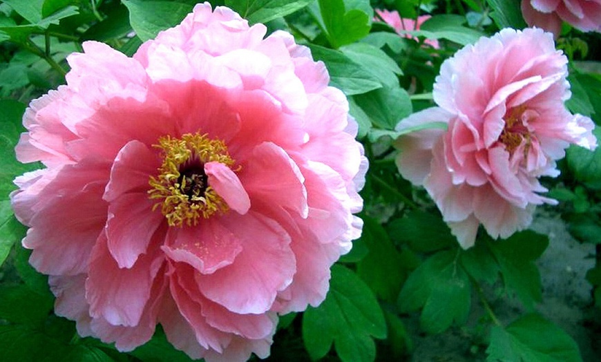 Image 7: Peony Plants in Pots