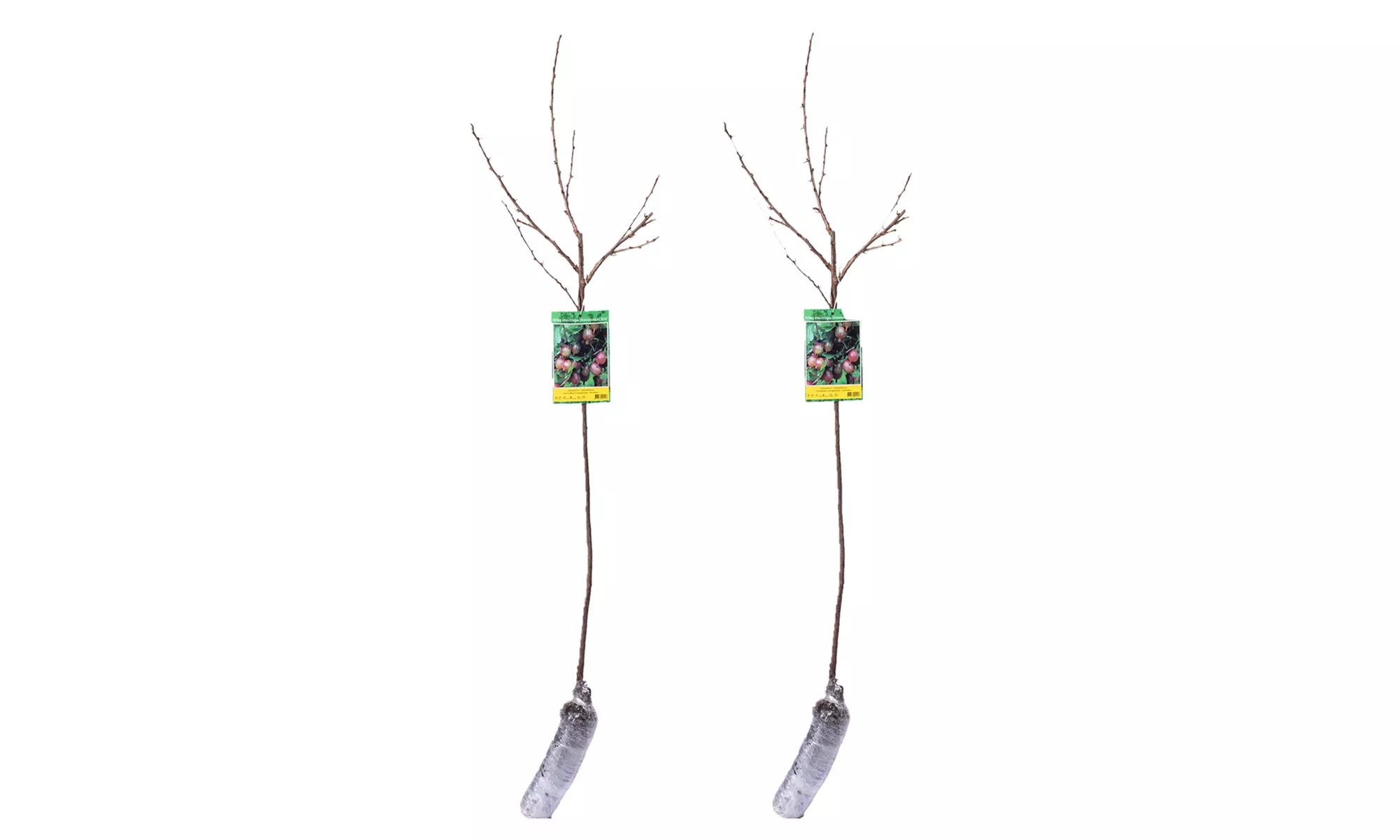 2er-Set Rote Stachelbeeren 'Hinnonmäki Röd' mit Stamm - Second Medium