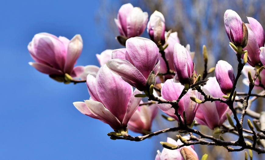 Image 6: Set de plantas de Magnolia