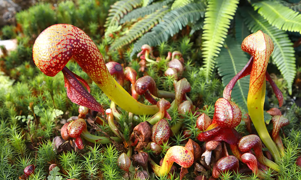 Carnivorous Plant - Large Sarracenia Cobra Nest in 6" Pot - Primary Image