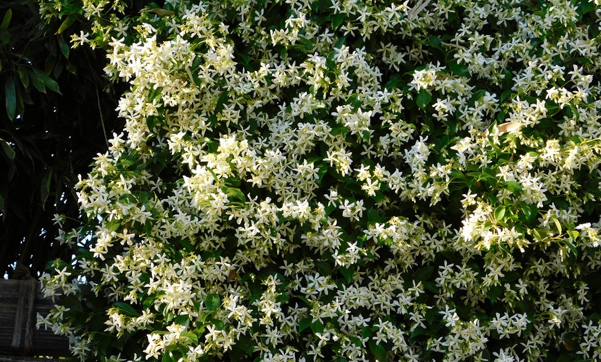 Image 2: Star Jasmine - Star of Toscana - 1 or 3 plants