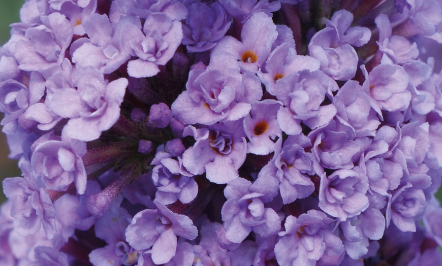 Image 3: Buddleja High Five Purple -1, 3 or 5 Potted Plants