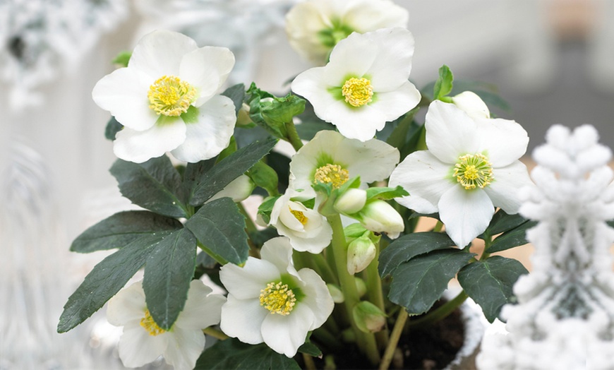 Image 3: 3 or 6 Christmas Rose Plants