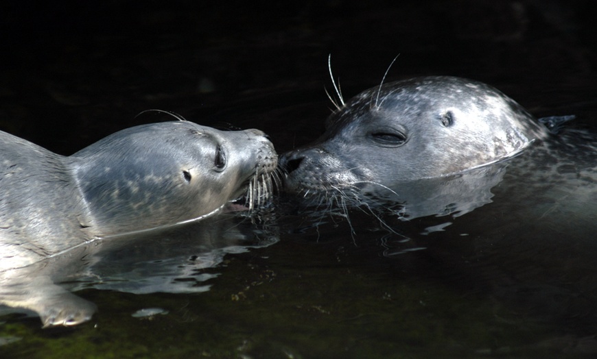 Image 18: Genova: 1 notte con colazione, Acquario, Biosfera e Mostra Illusioni 